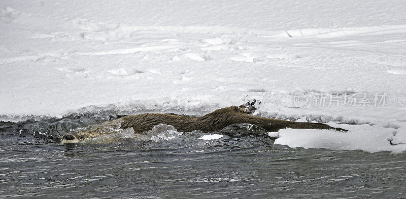 北美水獭，Lontra canadensis，也被称为北方水獭或普通水獭，是北美特有的半水栖哺乳动物。冬天在黄石河边和雪地里玩耍，黄石国家公园